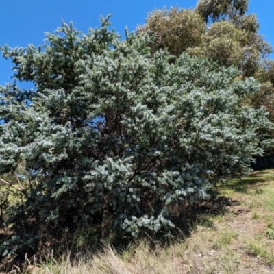Acacia baileyana (Cootamundra Wattle, Golden Mimosa) at Florey, ACT - 18 Jan 2024 by rbannister