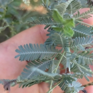 Acacia baileyana at Florey, ACT - 18 Jan 2024