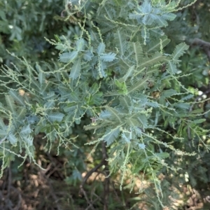 Acacia baileyana at Florey, ACT - 18 Jan 2024