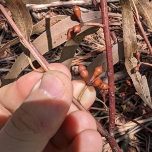 Eucalyptus nicholii at Florey, ACT - 18 Jan 2024