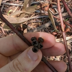 Eucalyptus nicholii at Florey, ACT - 18 Jan 2024 03:20 PM