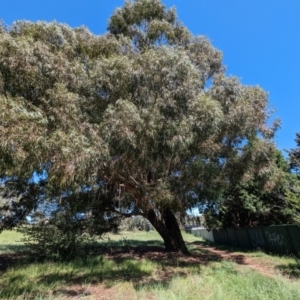 Eucalyptus nicholii at Florey, ACT - 18 Jan 2024