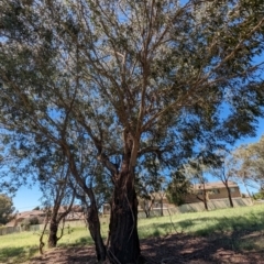 Eucalyptus nicholii at Florey, ACT - 18 Jan 2024