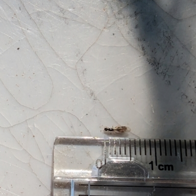 Monomorium / Chelaner (genus group) at Florey, ACT - 18 Jan 2024 by rbannister