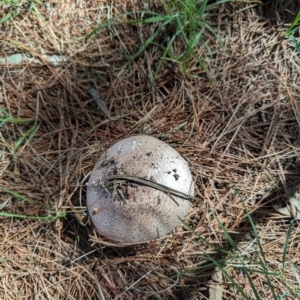 Agaricus sp. at Florey, ACT - 18 Jan 2024