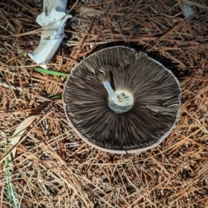 Agaricus sp. at Florey, ACT - 18 Jan 2024