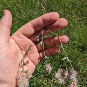 Trifolium arvense var. arvense at Florey, ACT - 18 Jan 2024