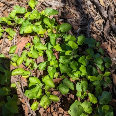 Viola odorata (Sweet Violet, Common Violet) at Florey, ACT - 18 Jan 2024 by rbannister