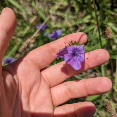 Echium plantagineum (Paterson's Curse) at Florey, ACT - 18 Jan 2024 by rbannister