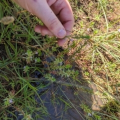 Lythrum hyssopifolia at Florey, ACT - 18 Jan 2024