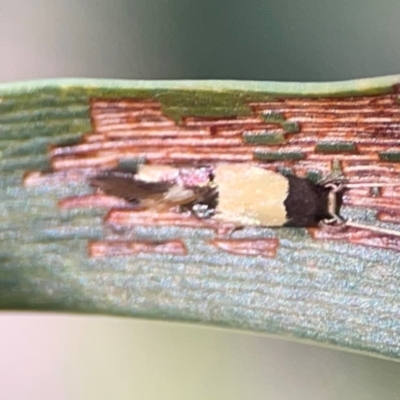 Opogona comptella (A fungus moth) at Percival Hill - 18 Jan 2024 by Hejor1