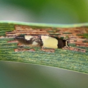 Opogona comptella at Percival Hill - 18 Jan 2024