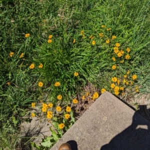 Coreopsis lanceolata at Florey, ACT - 18 Jan 2024