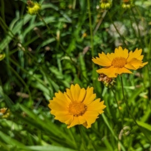 Coreopsis lanceolata at Florey, ACT - 18 Jan 2024