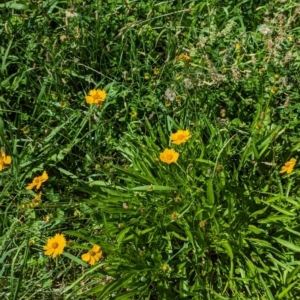 Coreopsis lanceolata at Florey, ACT - 18 Jan 2024