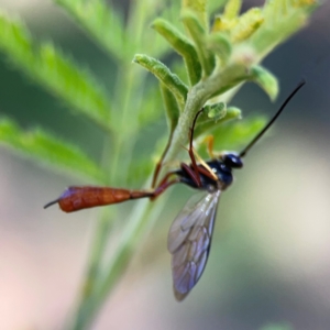 Dusona sp. (genus) at Percival Hill - 18 Jan 2024