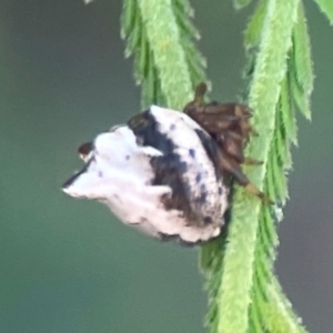 Phoroncidia sextuberculata at Percival Hill - 18 Jan 2024