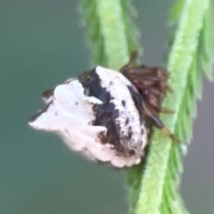 Phoroncidia sextuberculata at Percival Hill - 18 Jan 2024