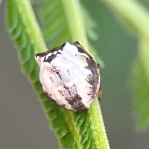 Phoroncidia sextuberculata at Percival Hill - 18 Jan 2024