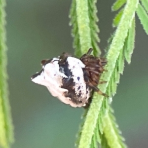 Phoroncidia sextuberculata at Percival Hill - 18 Jan 2024