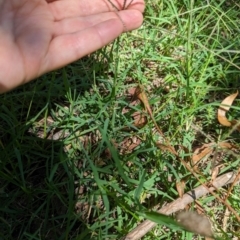 Cynodon dactylon (Couch Grass) at Florey, ACT - 18 Jan 2024 by rbannister