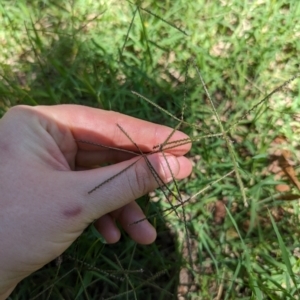 Cynodon dactylon at Florey, ACT - 18 Jan 2024