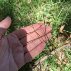 Cynodon dactylon at Florey, ACT - 18 Jan 2024