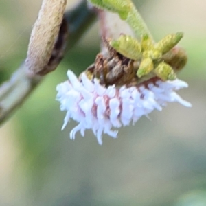 Cryptolaemus montrouzieri at Percival Hill - 18 Jan 2024