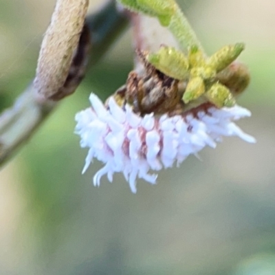 Cryptolaemus montrouzieri (Mealybug ladybird) at Percival Hill - 18 Jan 2024 by Hejor1