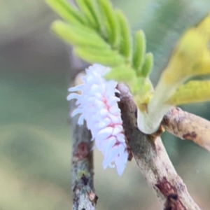 Cryptolaemus montrouzieri at Percival Hill - 18 Jan 2024