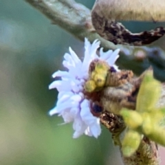 Cryptolaemus montrouzieri at Percival Hill - 18 Jan 2024