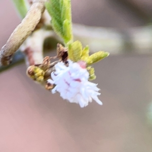 Cryptolaemus montrouzieri at Percival Hill - 18 Jan 2024