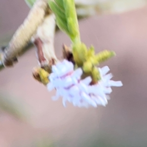 Cryptolaemus montrouzieri at Percival Hill - 18 Jan 2024