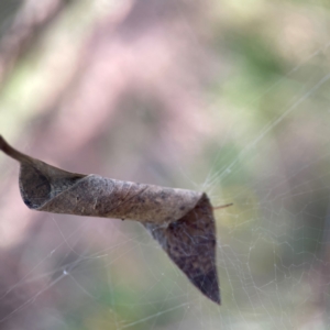 Deliochus pulcher at Percival Hill - 18 Jan 2024