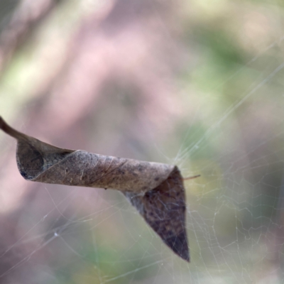 Deliochus pulcher (Beautiful Deliochus spider) at Percival Hill - 18 Jan 2024 by Hejor1