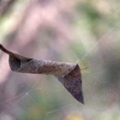 Deliochus pulcher at Percival Hill - 18 Jan 2024