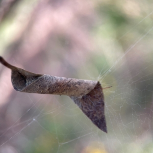 Deliochus pulcher at Percival Hill - 18 Jan 2024