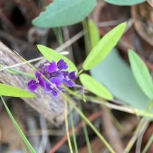 Glycine tabacina at Percival Hill - 18 Jan 2024 05:15 PM