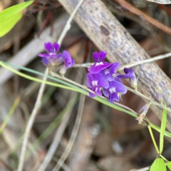 Glycine tabacina at Percival Hill - 18 Jan 2024 05:15 PM