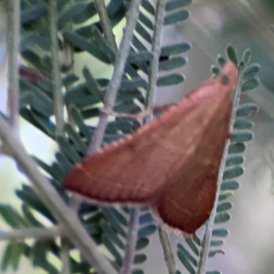 Endotricha pyrosalis (A Pyralid moth) at Percival Hill - 18 Jan 2024 by Hejor1