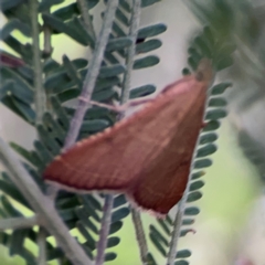 Endotricha pyrosalis at Percival Hill - 18 Jan 2024