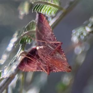 Endotricha pyrosalis at Percival Hill - 18 Jan 2024