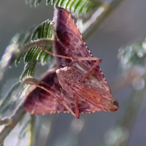 Endotricha pyrosalis at Percival Hill - 18 Jan 2024