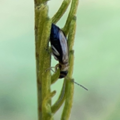 Galerucini sp. (tribe) (A galerucine leaf beetle) at Percival Hill - 18 Jan 2024 by Hejor1