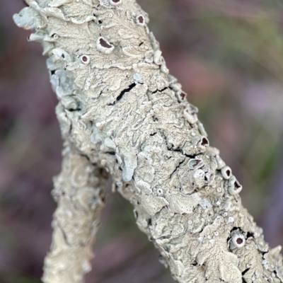 Lichen - crustose at Percival Hill - 18 Jan 2024 by Hejor1