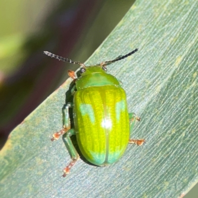 Calomela pallida (Leaf beetle) at Percival Hill - 18 Jan 2024 by Hejor1