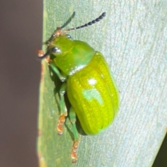 Calomela pallida at Percival Hill - 18 Jan 2024