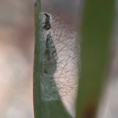 Anestia (genus) at Percival Hill - 18 Jan 2024