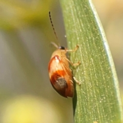 Monolepta juno at Percival Hill - 18 Jan 2024