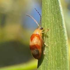 Monolepta juno at Percival Hill - 18 Jan 2024